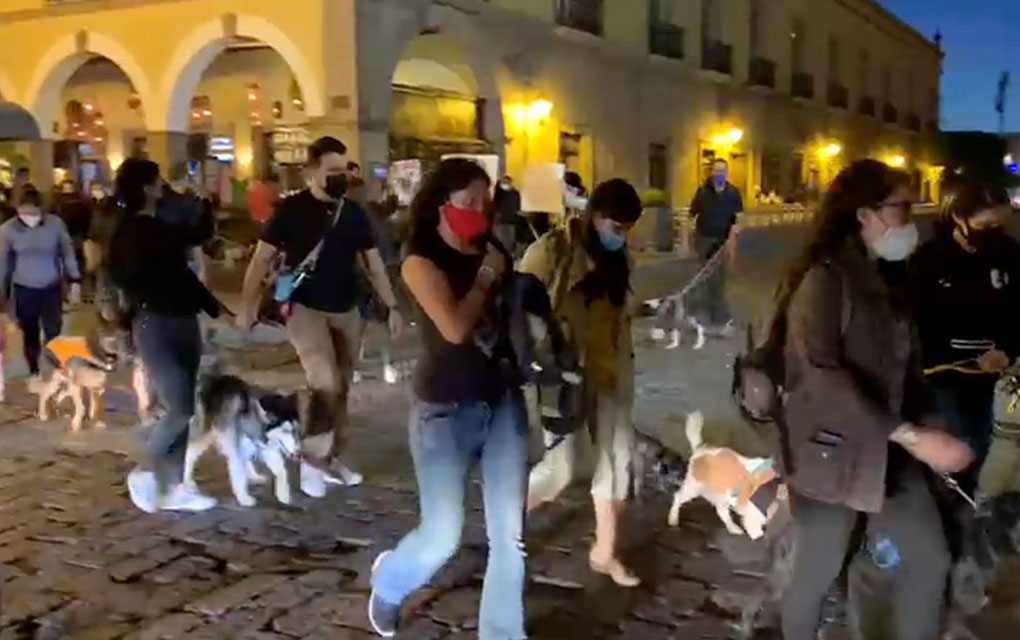 Video: El homenaje a Athos y Tango, los perros rescatistas envenenados en Querétaro