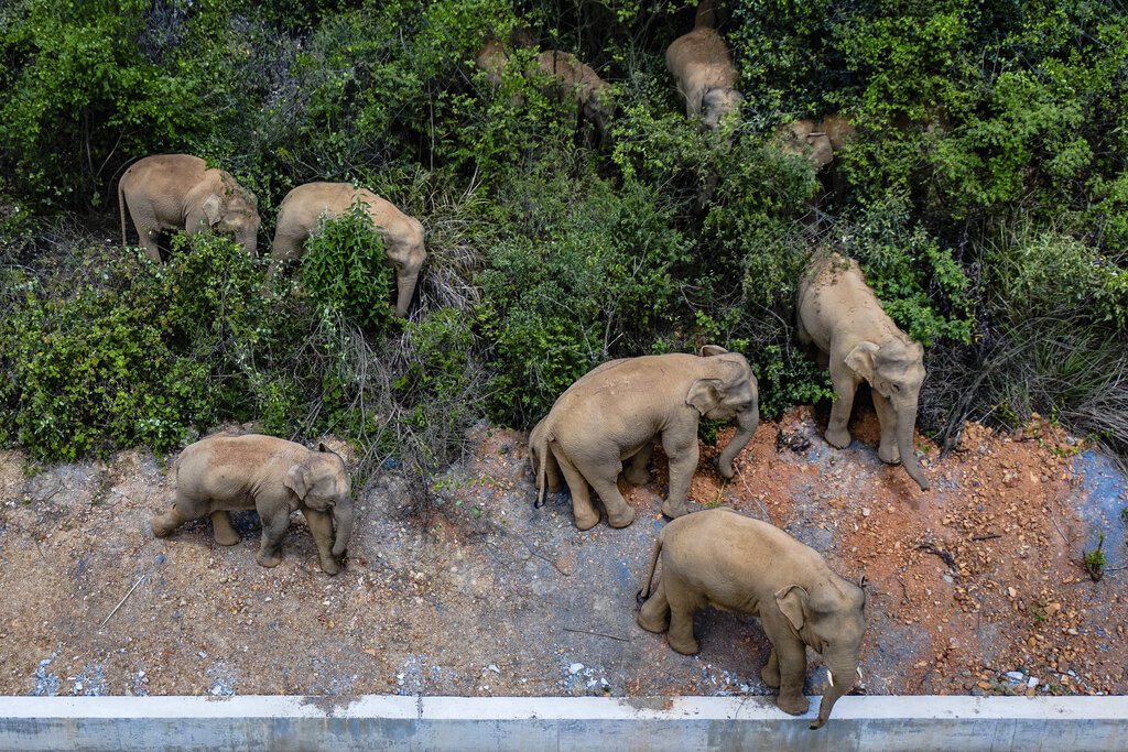 Imagen aérea distribuida por la agencia china de noticias Xinhua, en la que aparece una manada de elefantes salvajes avanzando por el condado de E'shan, en la provincia de Yunnan, en el suroeste de China, el 28 de mayo de 2021. (Hu Chao/Xinhua vía AP)
