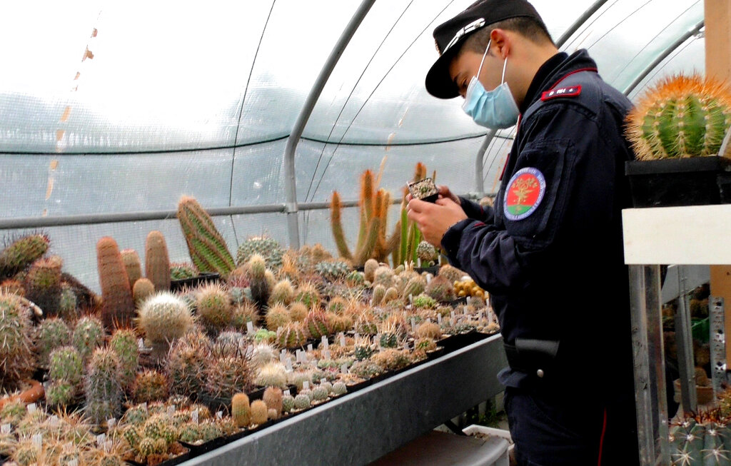 Un carabinero italiano examina cactus en el invernadero de un presunto traficante de cactus ratos en Senigallia, Italia, 6 de febrero de 2020. Un allanamiento condujo a la confiscación de unos 1.000 cactus raros, que han regresado a Chile, su país de origen. (Carabinieri via AP)