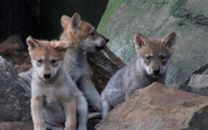 ¡Participa! Vota para ponerles nombre a los cachorros de lobo mexicano del Zoológico de Chapultepec