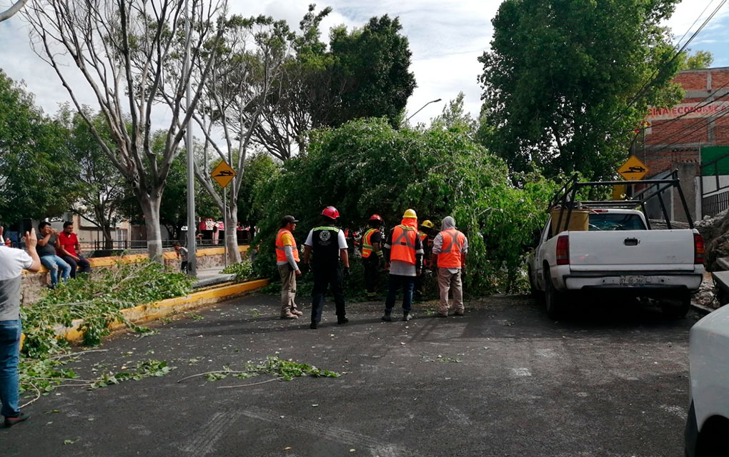 ¡Toma tus precauciones! Reportan afectaciones en circulación de Avenida Universidad por caída de árbol