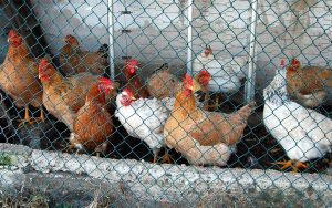 Exigen fin de la crueldad contra las gallinas en jaula