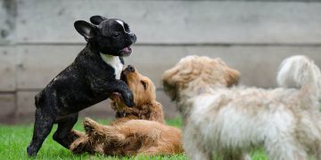 Festeja el Día Mundial del Perro con estos 5 tips para consentir a tu mascota