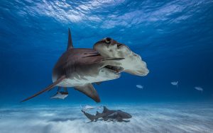 Las vértebras del tiburón martillo revelan su vida: UNAM
