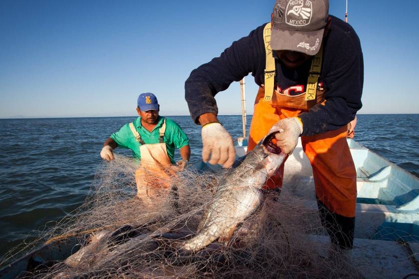 Unen Canadá, Estados Unidos y México esfuerzos en pro de pesca