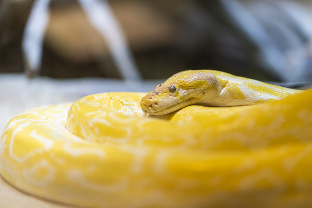 close-up, Yellow boa curled up.