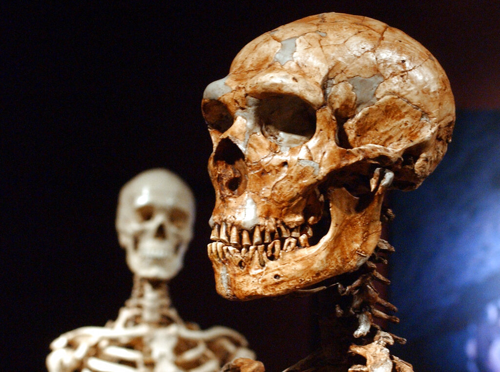 ARCHIVO - Esta foto del 8 de enero del 2003 muestra un esqueleto reconstruido de neandertal y un esqueleto humano moderno en exhibición en el Museo de Historia Natural en Nueva York.  (AP Foto/Frank Franklin II)