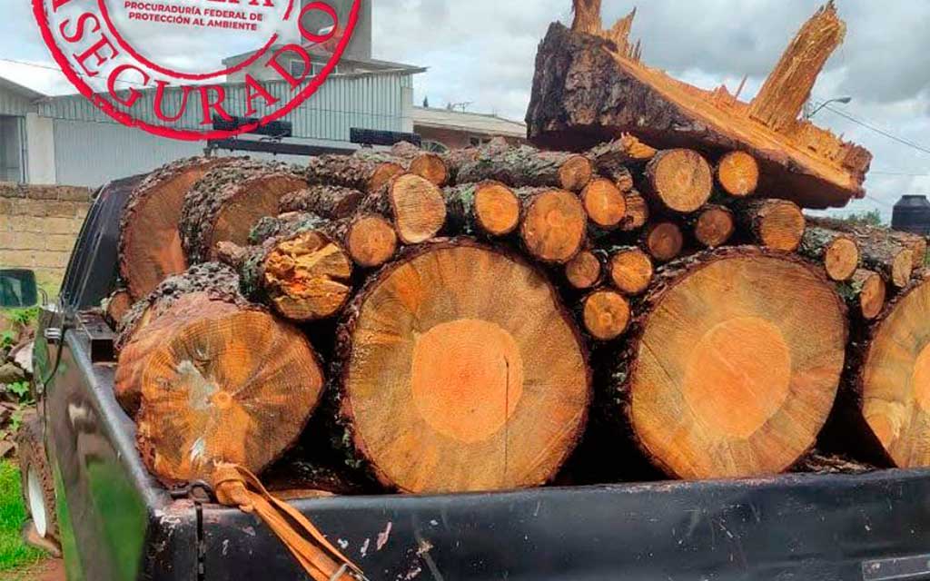 Aseguran vehículo y madera talada ilegalmente en Querétaro / Foto: Especial
