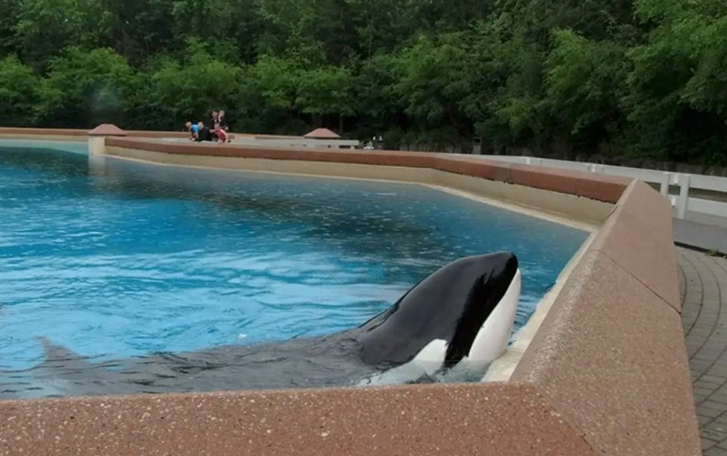 Captan a orca golpeándose contra su tanque; video se hace viral