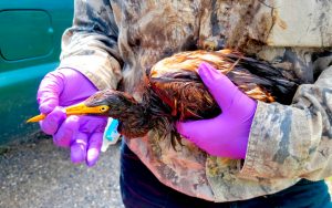 Encuentran aves cubiertas de petróleo tras paso de Ida