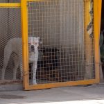 Especial: Querétaro, en deuda con la vida canina