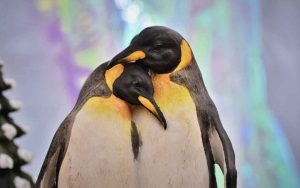 Más de 60 pingüinos mueren a causa de picaduras de abeja