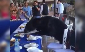 Oso irrumpe en banquete de hotel en Nuevo León (Video)