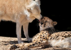 Zoológicos a lo largo del mundo han evidenciado la facilidad que tienen guepardos y perros para socializar.