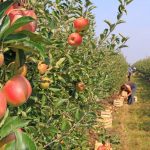 MANZANAS - Emisiones de gases invernadero (por kilo de comida): 0.36 kg Cuando son cultivadas en temporada, las manzanas tienen muy poco impacto ambiental. Dos razones que la hacen amigables es que crecen en árboles, quienes absorben CO2 de la atmósfera, y son fáciles de recolectar.