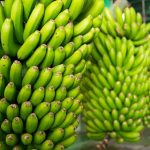 PLÁTANO - Emisiones de gases invernadero (por kilo de comida): 0.68 kg Algo que hace amigable con el ambiente a las bananas es que crecen al sol directo y no requieren de invernaderos con calefacción. La posibilidad de transportarlas vía marítima también ayuda
