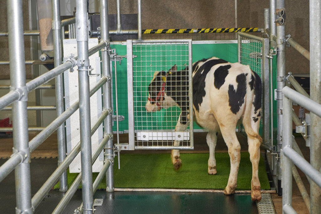 Una vaca entra a una jaula especial donde ha sido entrenada a orinar, como parte de un experimento en Alemania. (AP)
