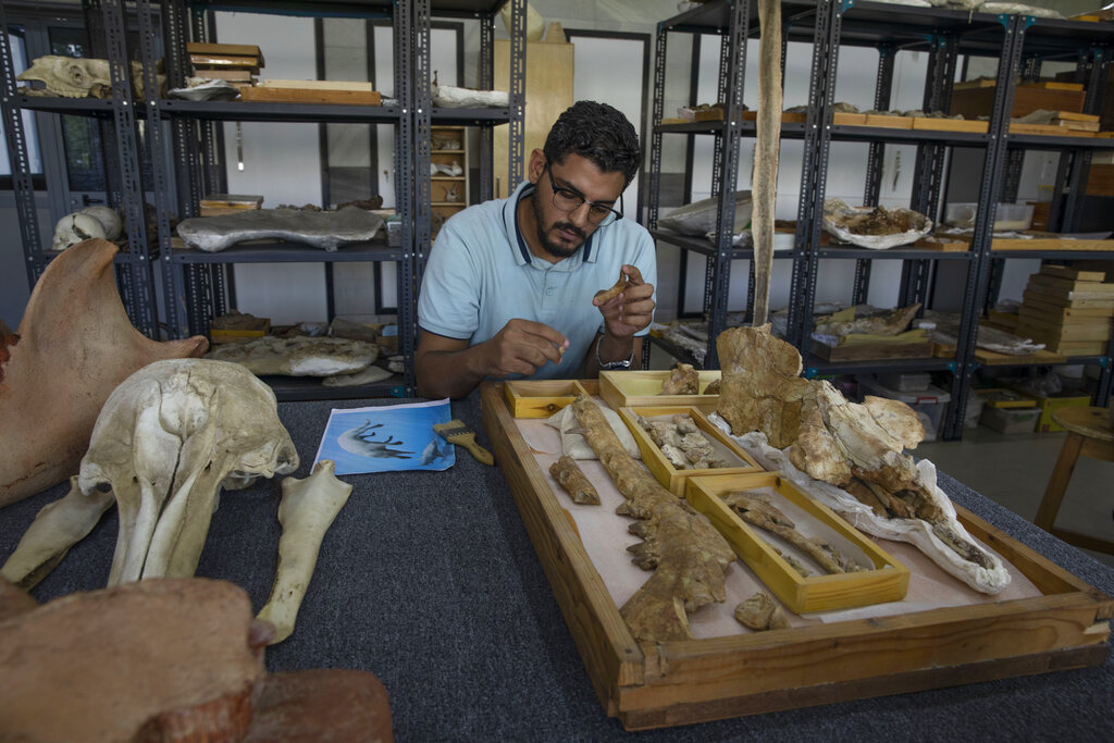 El investigador egipcio de la Universidad de Mansoura Abdullah Gohar muestra fragmentos del fósil de una ballena prehistórica con cuatro patas de 43 millones de años. (AP)