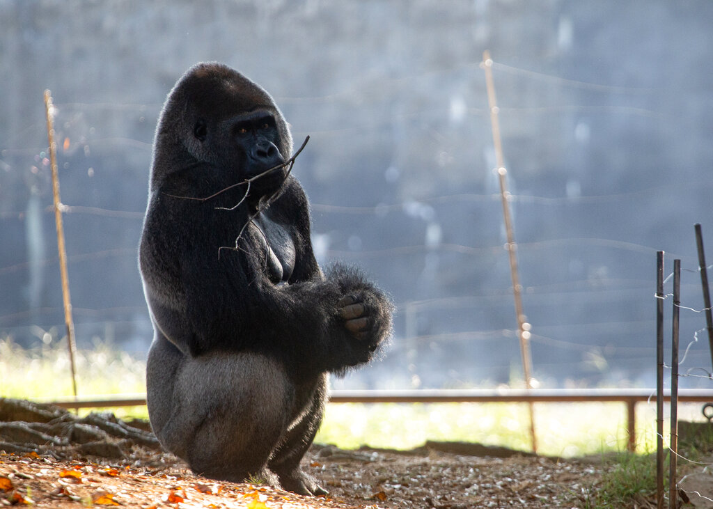 Un gorila oriental de las tierras bajas en su hábitat del Zoológico de Atlanta, el martes 14 de septiembre en Atlanta. (AP)