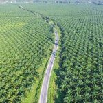 ACEITE DE PALMA - Emisiones de gases invernadero (por kilo de comida): 7.61 kg El aceite de palma es un aceite de bajo costo, pero sus huertos son plantados en bosques que ya absorben grandes cantidades de carbono.
