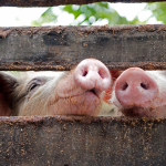 CARNE DE CERDO - Emisiones de gases invernadero (por kilo de comida): 7.28 kg Aunque vivan en granjas, su producción de metano y la energía requerida para manejar las heces del cerdo hace de este alimento alto en emisiones directas de gases invernadero.