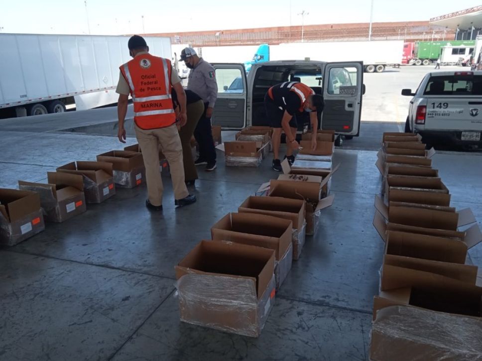 Detienen a persona en Tijuana con 508 kilogramos de pepino de mar seco. (Especial)