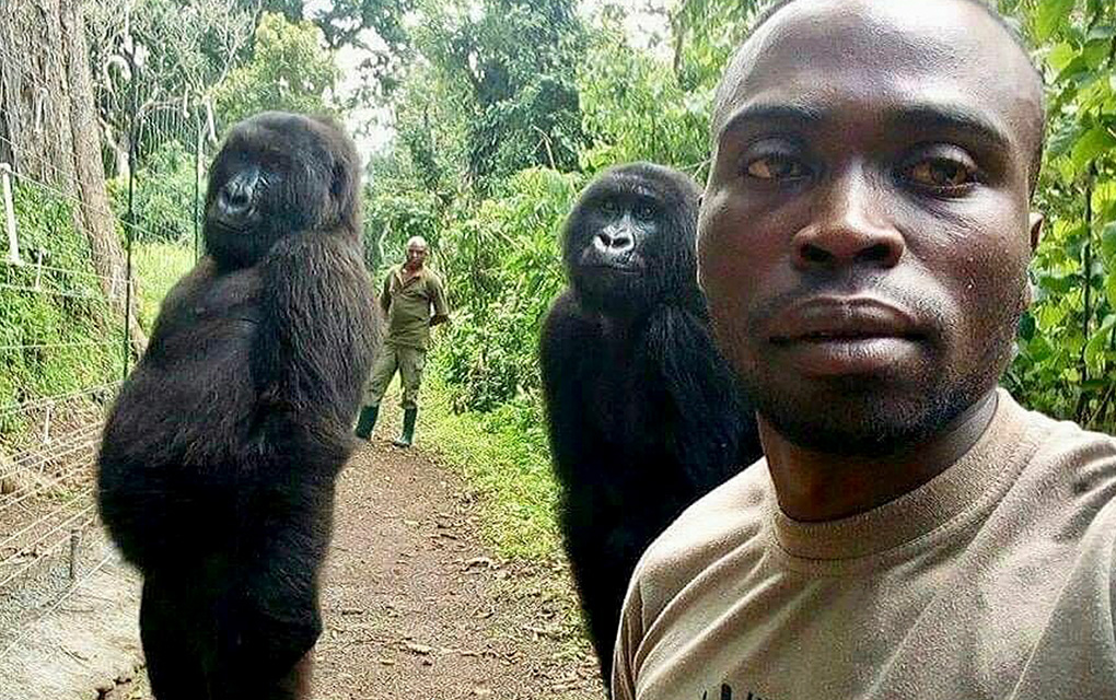 Fallece en Congo una gorila famosa que posó para una selfie