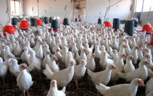 Pese a la crisis el sector avícola crecerá 2% en México