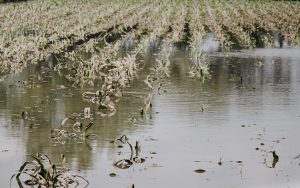 Reporta Sedea 7 mil hectáreas dañadas por lluvias/ Foto: Isai López