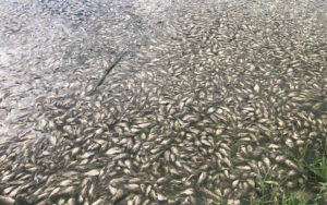 Aparecen cientos de peces muertos en bordo de Centro Sur