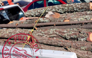 Aseguran vehículos y madera talada de manera ilegal en Querétaro