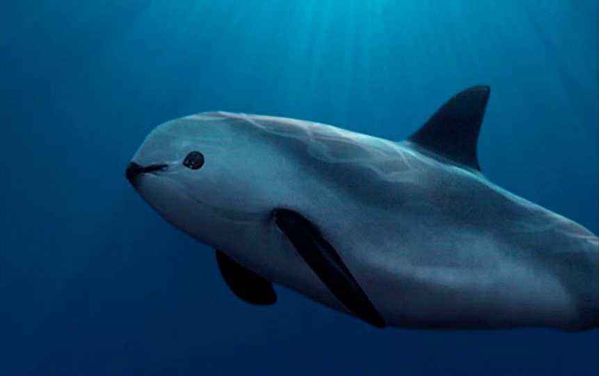 La vaquita marina podría ser el próximo animal en extinguirse