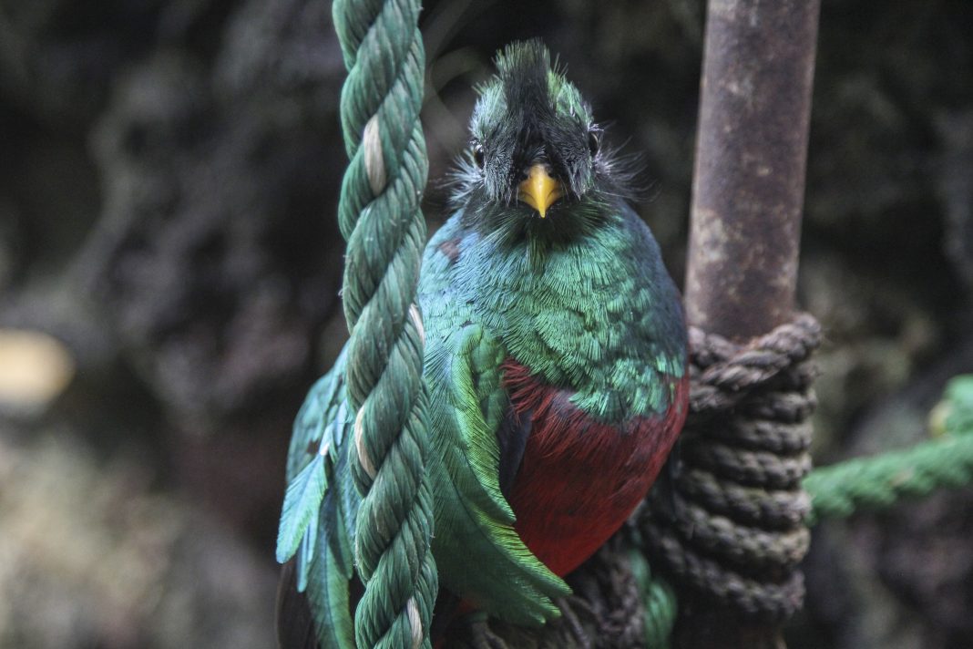 El quetzal es una de las aves amenazas por el tráfico ilegal de especies exóticas. (Cuartoscuro)