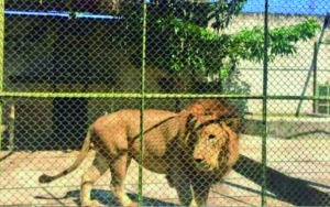León en cautiverio mata a cuidador y escapa; lo sacrifican a balazos