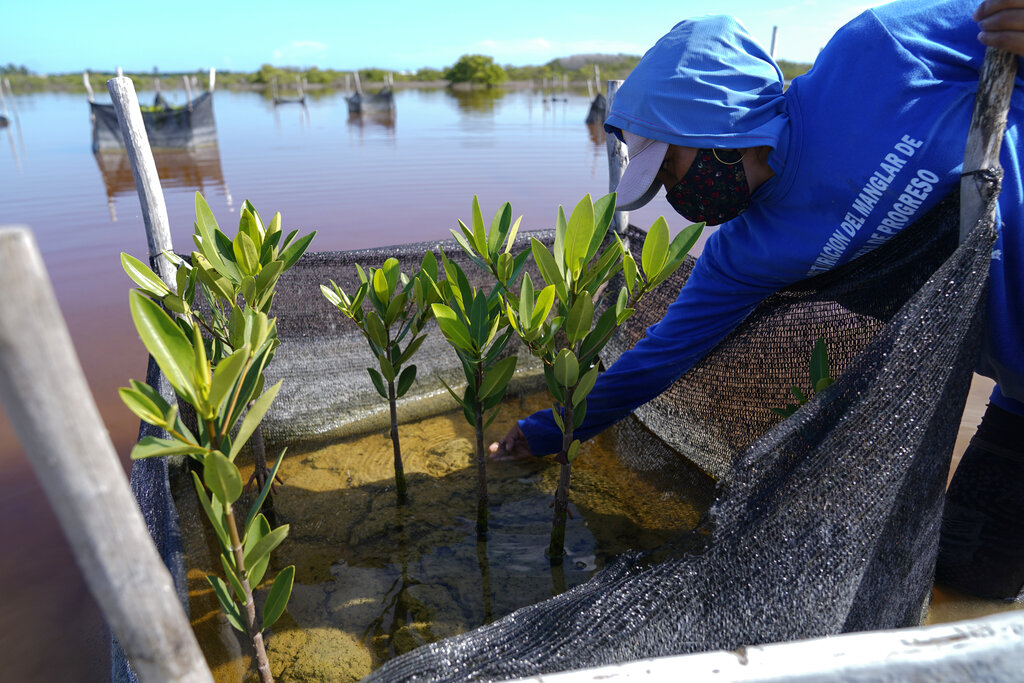 Una mujer planta mangle dentro de un programa de recuperación, cerca de Progreso, en la Península de Yucatán. (AP)