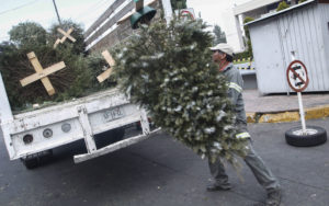 Capital arranca campaña de recolección de árboles de Navidad/ Foto: Cuartoscuro