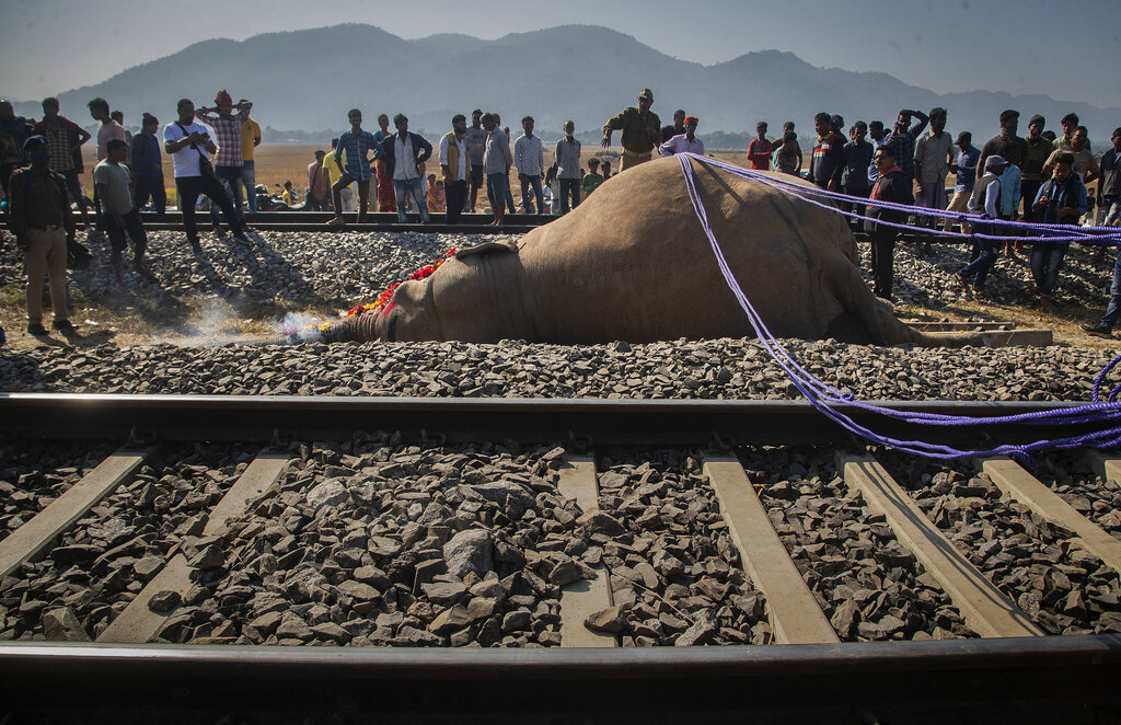 Un elefante macho, uno de dos muertos al ser golpeados por un tren, yace junto a la vía en Durung Pathar, India, el 1 de diciembre del 2021. (AP)