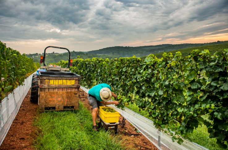 La incertidumbre climática hace más difícil el cultivo del buen vino. (AP)