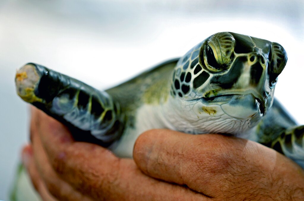 Un impresionnate 75% de todas las tortugas verdes muertas y 57% de las caguamas en Sharjah habían comido escombros marinos. (AP)