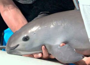 EUA presenta denuncia contra México por vaquita marina