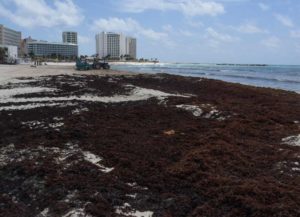 Sargazo comienza a invadir las playas del Caribe mexicano