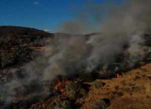 Se registra incendio en zona natural en el Fray Junipero