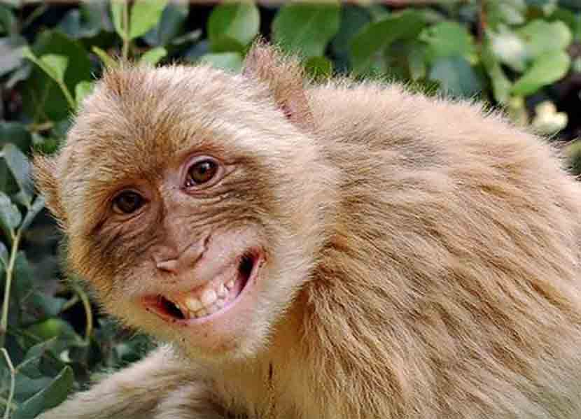 Monos / Genéticamente, solo 1.5% de código nos separa de nuestros parientes más cercanos, los chimpancés