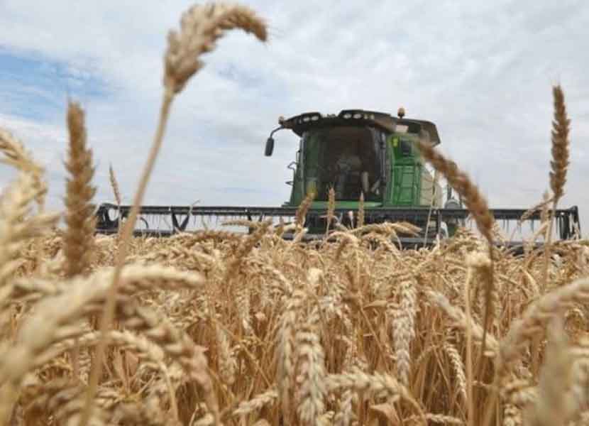 Rusia es el principal exportador de trigo del mundo. / Foto: Especial