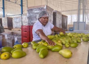 Desarrollan tecnología para determinar madurez del mango