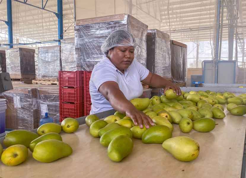Se podrá detectar el momento exacto para la cosecha del mango. / Foto: Cuartoscuro