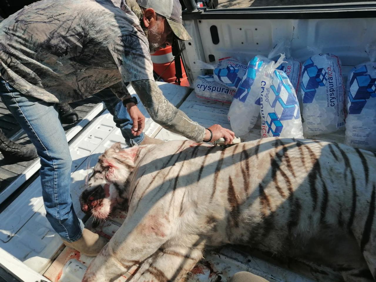 La Procuraduría Federal de Protección al Ambiente levantó una denuncia por la muerte del tigre blanco, registrada en Huimilpan el pasado 20 de marzo. (Especial)