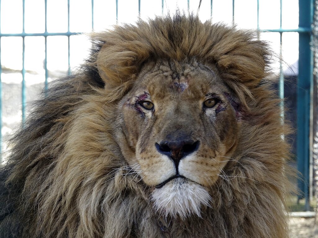Un león llamado Simba dentro de un recinto en un zoológico de Radauti, en Rumania, el miércoles 23 de marzo de 2022. El león fue rescatado de Ucrania en medio de la guerra que azota a la nación. (AP)