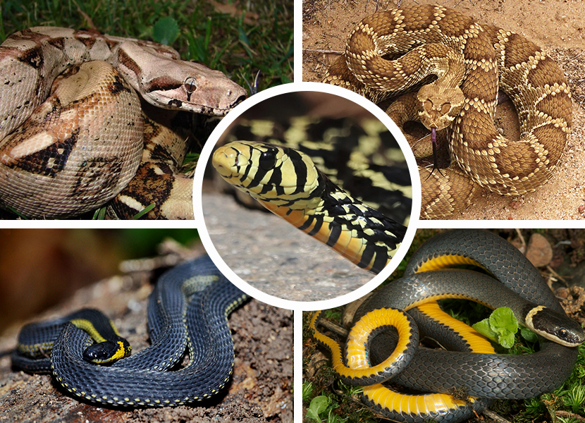 Solo el 19 por ciento de las especies de serpientes que habitan el estado de Querétaro tienen veneno peligroso para los humanos. (Especial)