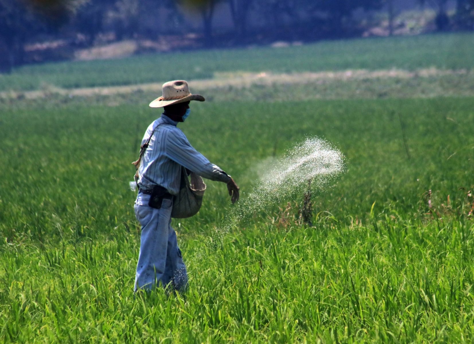 Latinoamérica está particularmente expuesta a altos precios de los fertilizantes porque es bastante dependiente de sus importaciones. (Cuartoscuro)